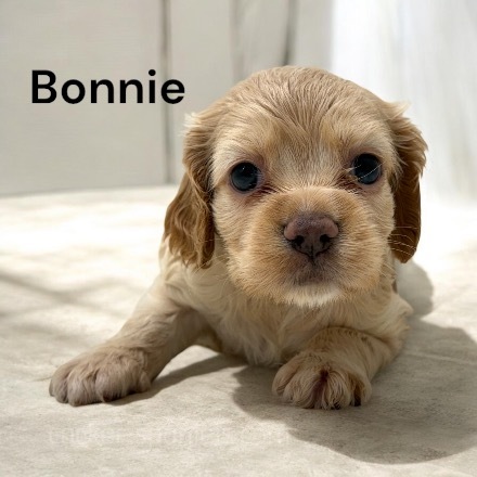 puppy, for, sale, Cocker Spaniel, Joe & Cherri  Overlease, dog, breeder, Miller, MO, dog-breeder, puppy-for-sale, forsale, nearby, find, puppyfind, locator, puppylocator, aca